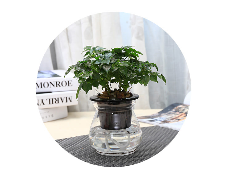 室内绿植推荐白掌 mall_58120b3bd2999d72c3cf31fd_1x1.jpg